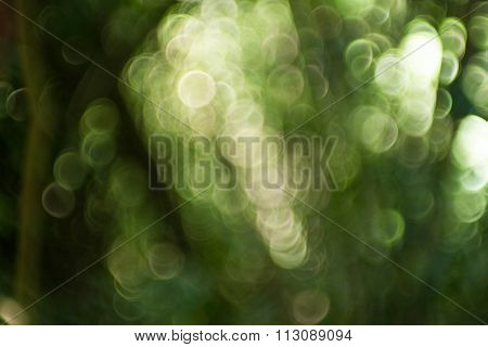 abstract green blurred bokeh from trees and light
