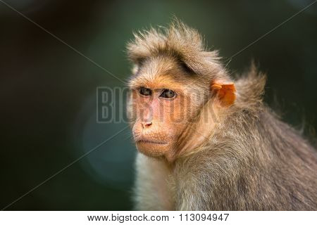 Bonnet Macaque India.