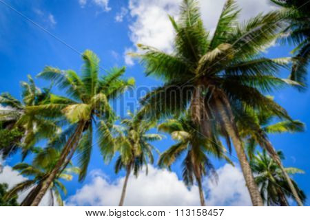 Coconut Plam Tree On Blue Sky Background