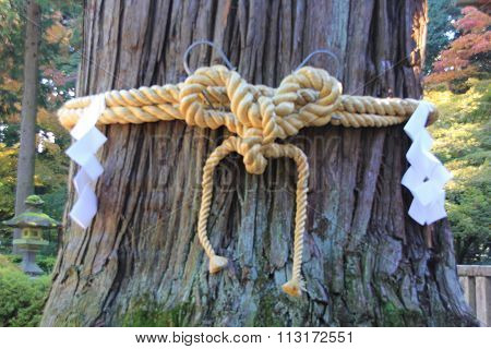 Shimenawa around a tree