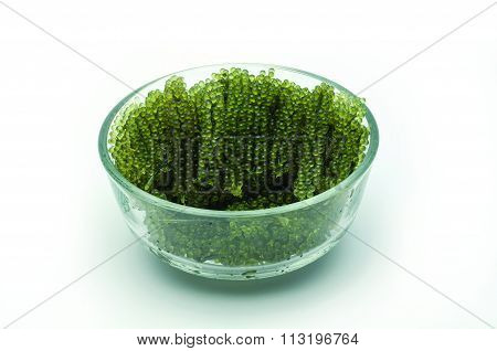 Shackle On Isolate White Background