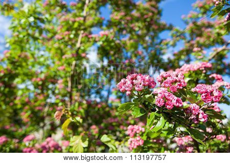 Bloosoming Pink Flowers Of Hawthorn Tree