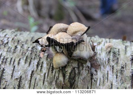 Mushrooms on log