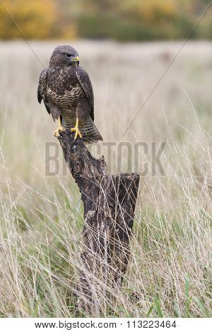 A wild buzzard sitting on an old tree branch in the countryside looking and hunting for prey. The Buzzard is a bird of prey in the Hawk and Eagle family.