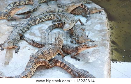 Crocodiles