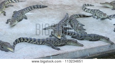 crocodiles