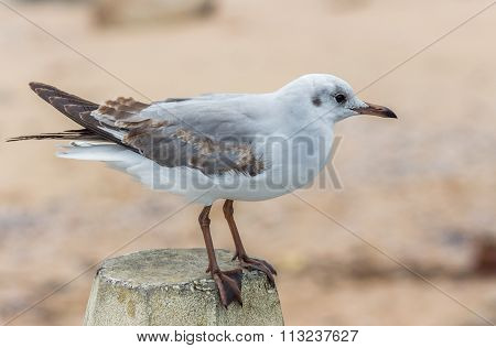 Seagull