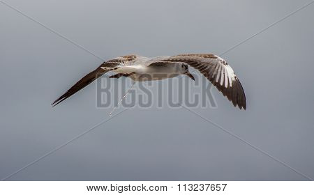 Seagull