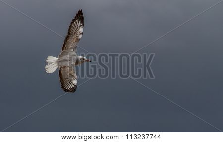 Seagull