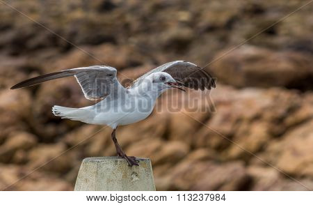Seagull