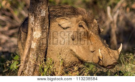 Warthog