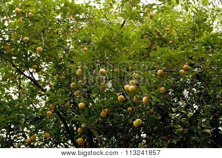 Raw Nutmeg Hanging On Nutmeg Tree, North Sulawesi