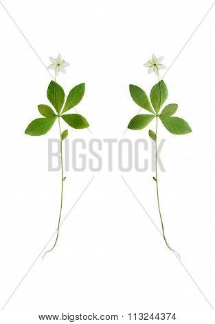 Pressed And Dried Flower Trientalis Europaea. Isolated On White Background.