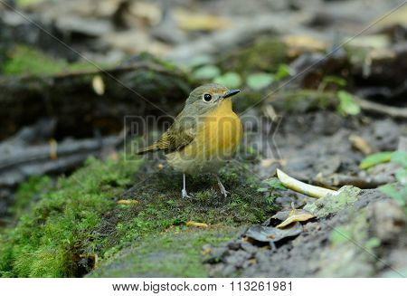 Female Hill Blue Flycatcher