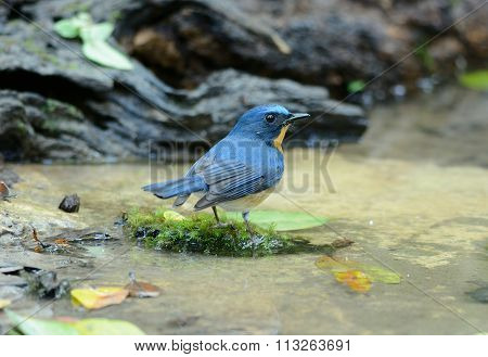 Male Hill Blue Flycatcher