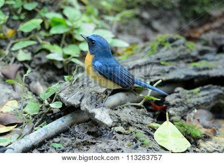 Male Hill Blue Flycatcher