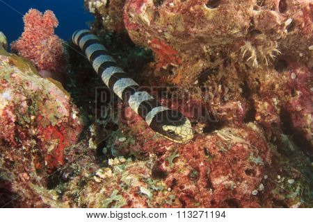 Banded Sea Krait (Snake)