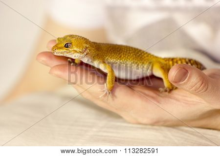 Cute Gecko Heating In Hands