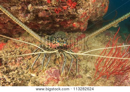 Spiny Lobster