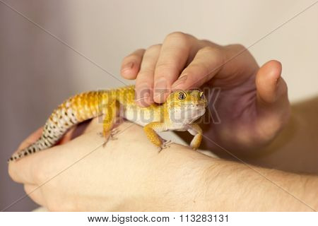 Cute Gecko Heating In Hands