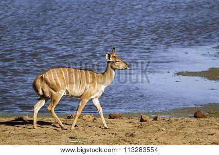 Nyala In Kruger National Park