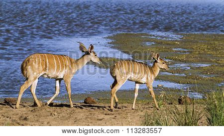Nyala In Kruger National Park
