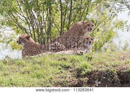 Cheetah
