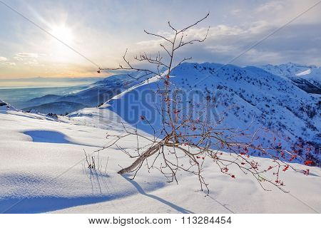 Whitebeam tree (Sorbus aria) in a snowy mountain landscape. Winter season, sunny day. Biella, Western European Alps.