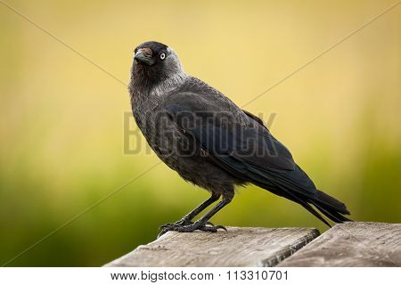 Western jackdaw (Corvus monedula) sitting on table