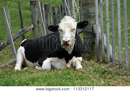 Black and White Cow