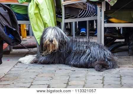Bearded Collie sitting at a street restaurant in the city