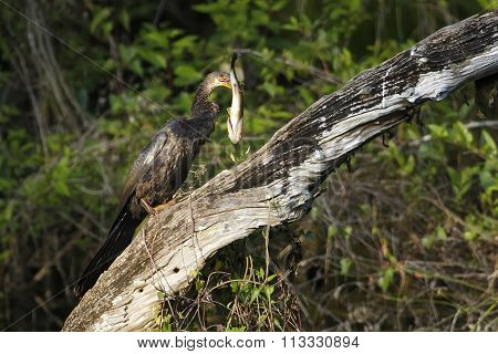 Anhinga Eating Fish
