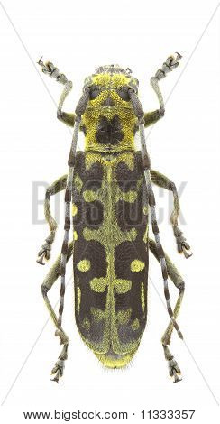 Saperda Scalaris