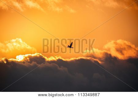 Flying Bird In The Sky. Scenic Sunrise With Beautiful Cloudscape.