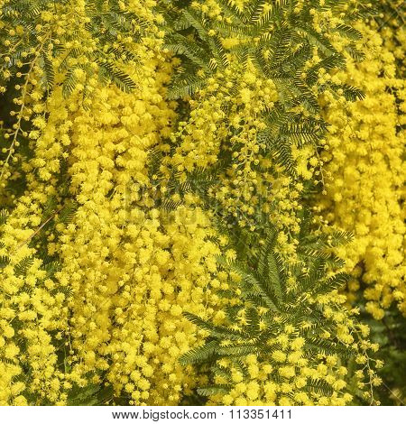 Wattle Branch Texture Pattern Background