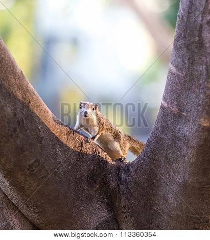 squirrel in nature garden center of Bangkok Thailand