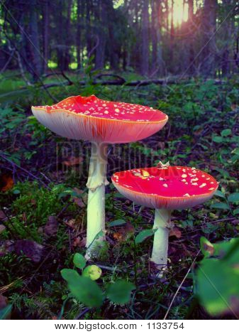 Redmushrooms