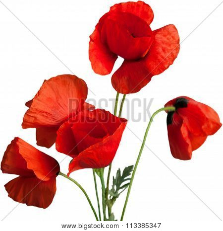 Poppy.