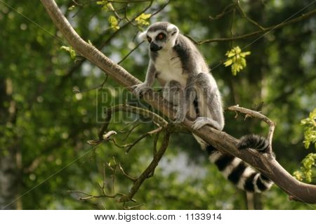 Lemur Kata opice