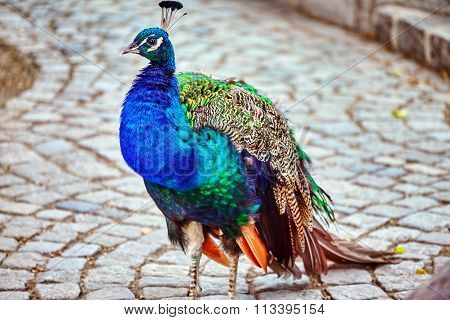 Beautiful Peacock Close-up View. (pavo Cristatus).
