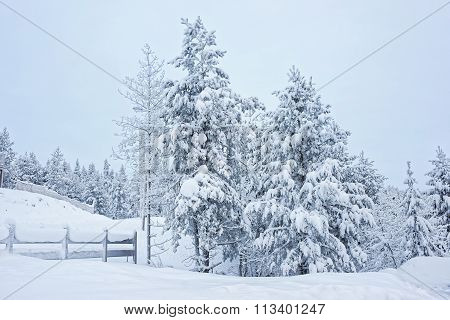 Snow Covered Trees Near The Gate In Ruka In Finland In The Arctic Pole Circle
