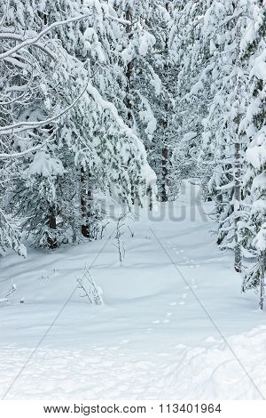 Snow Covered Trees In Ruka In Finland In The Arctic Pole Circle