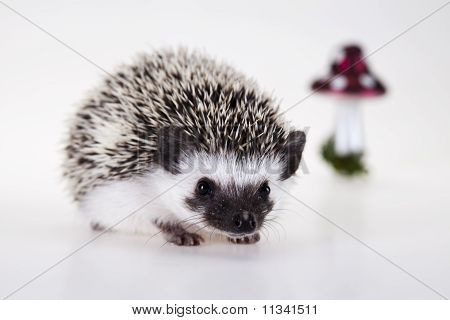 Ježek