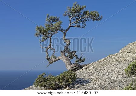 Pine On A Rock Against The Blue Sky. Crimea.