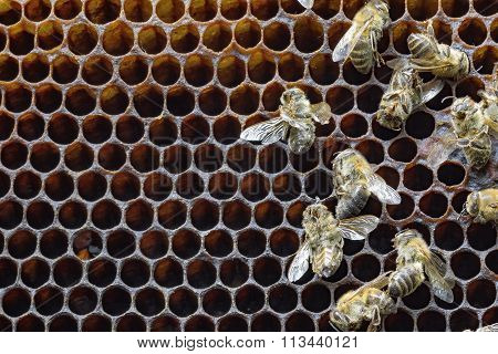 Dead Bees Covered With Dust And Mites On An Empty Honeycomb From A Hive In Decline, Plagued By The C