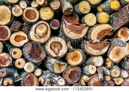 Pile Of Firewood With Sawed Crosscuts