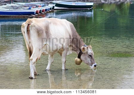 Cow drinking from the lake Vilsalpsee, Tannheim