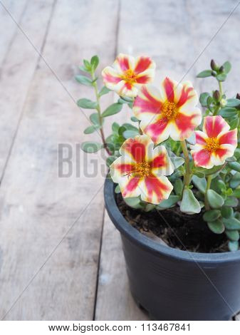 Beautiful Two Color Flowers