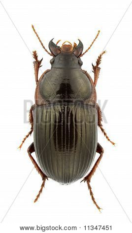 Zabrus Balcanicus