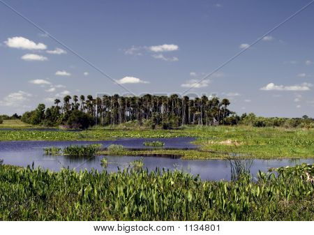 Le zone umide e Pickerel
